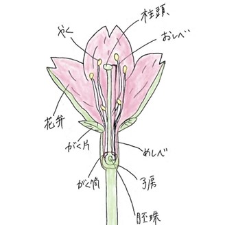 サクラの花のつくり＿図